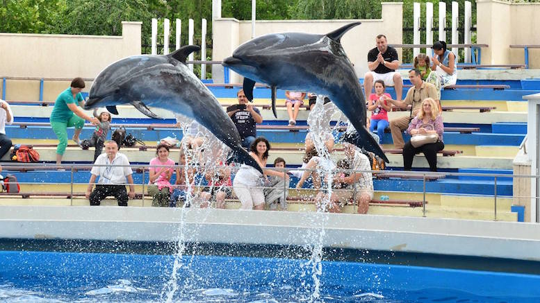 Cat Costă O Zi La Delfinariu Planetariu Microrezervația și