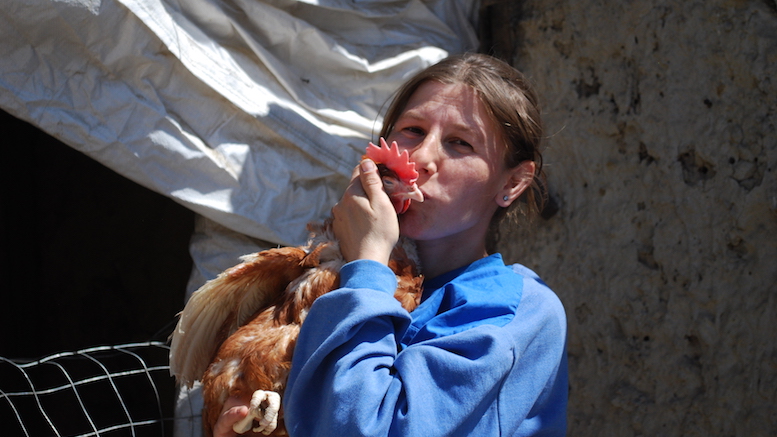 Găini ouătoare pentru familiile din Dobrogea