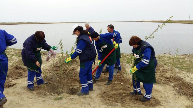 Voluntarii Rompetrol au plantat copaci la Corbu