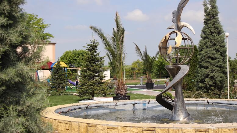 Palmierii din parcul de la Peștera. FOTO Adrian Boioglu