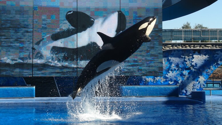 Balena de la Seaworld. FOTO wikipedia