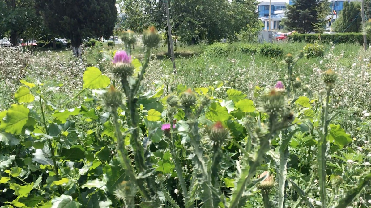 Parcul Primăriei Constanța, invadat de buruieni. FOTO Adrian Boioglu