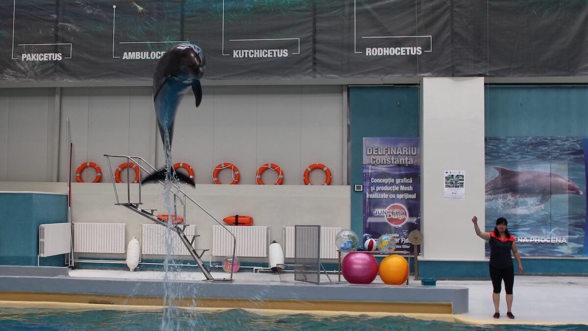 Delfin din noul Delfinariu din Constanța. FOTO Adrian Boioglu