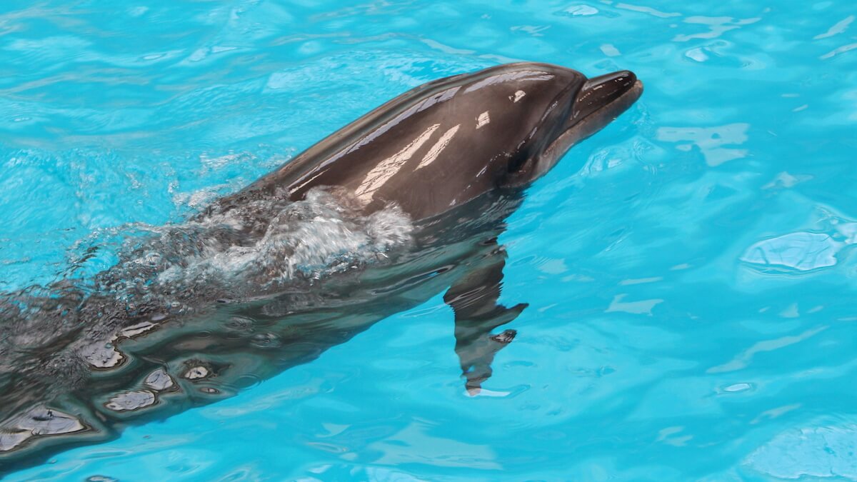 Delfin din noul Delfinariu din Constanța. FOTO Adrian Boioglu