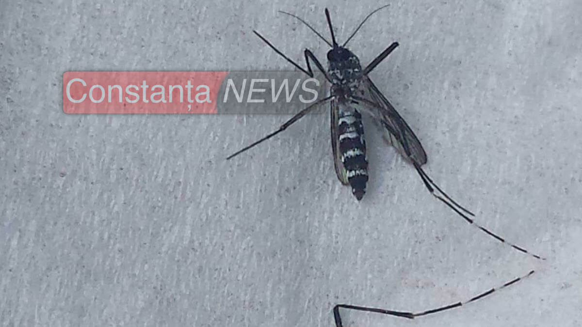 Țânțarul-tigru la Constanța. FOTO Constanța NEWS