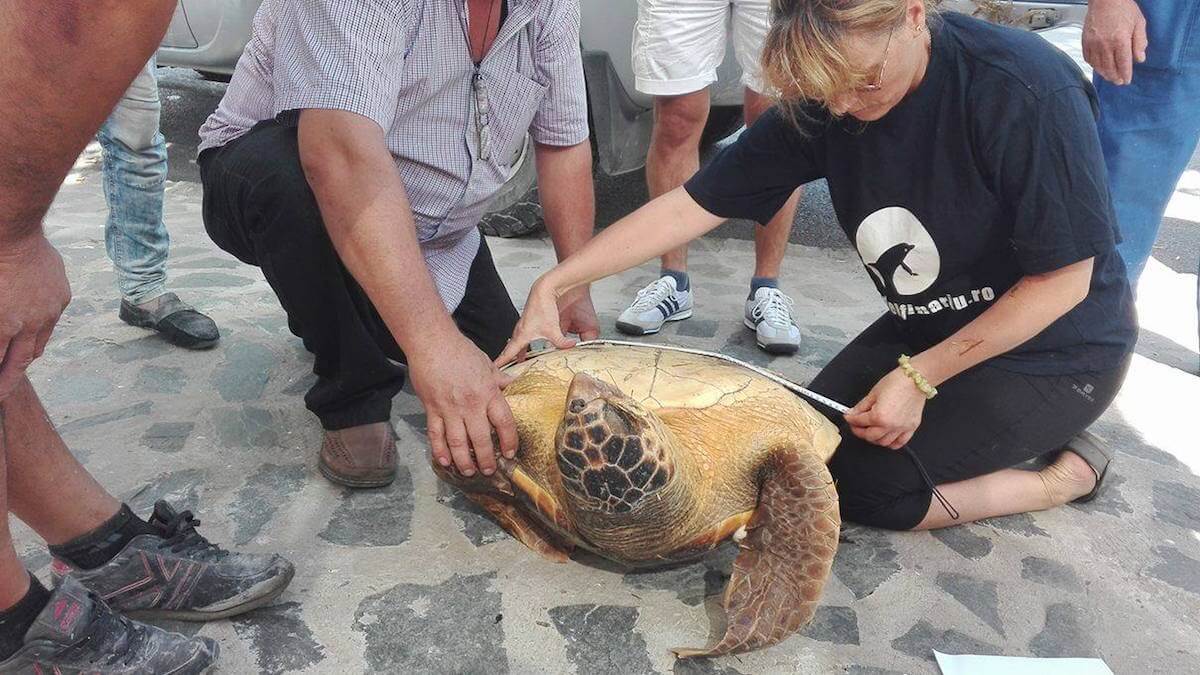 Broasca țestoasă a fost măsurată de angajații CMSN