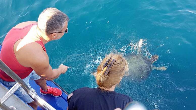 Broasca țestoasă a fost eliberată în mare