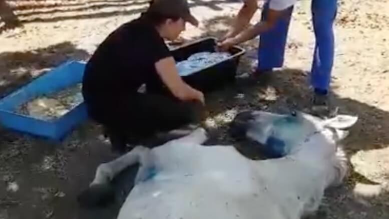 Calul înfometat este îngrijit de specialiștii CMSN