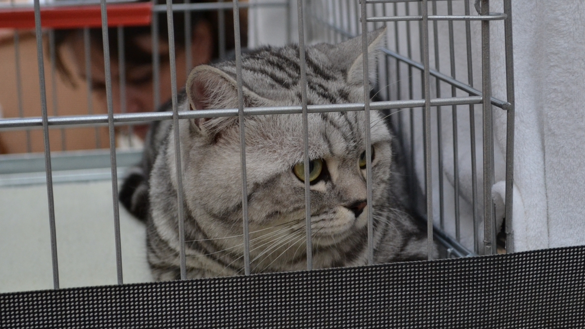 Expoziție de pisici la Maritimo. FOTO Adrian Boioglu