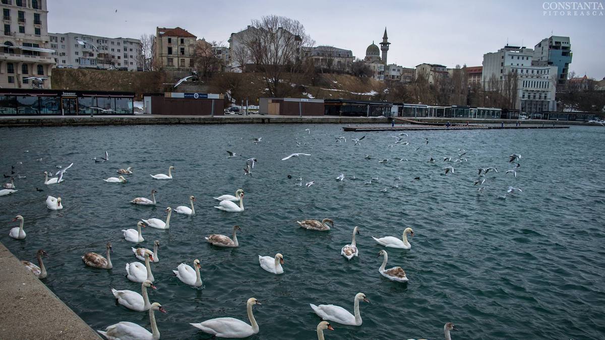 Lebede în Portul Tomis. FOTO Constanța Pitorească