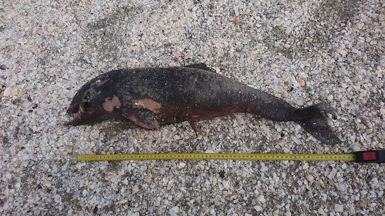 Delfin mort pe o plaja din Navodari. FOTO: ONG Mare Nostrum