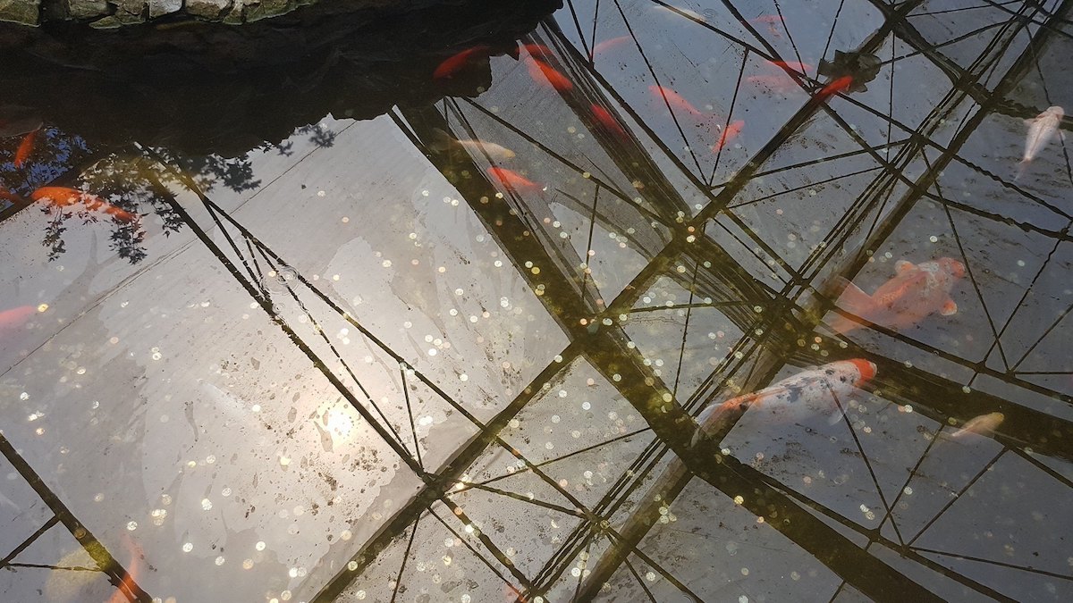Bazinul peștilor, poluat cu bani. FOTO Delfinariu Constanța
