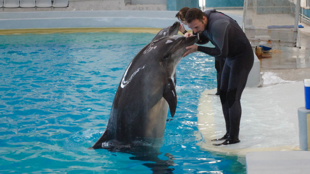 Spectacol la Delfinariul Constanța. FOTO Cătălin Schipor