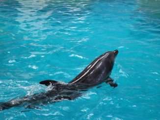 Delfinariul din Constanța. FOTO Adrian Boioglu