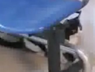 Una dintre pisicile eliberate din tavanul Spitalului de Urgență Constanța. FOTO Captură Video