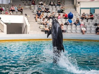 Mii de constănțeni au vizitat, duminică, Delfinariul, Acvariul sau Microrezervația din Constanța FOTO: Delfinariul Constanța