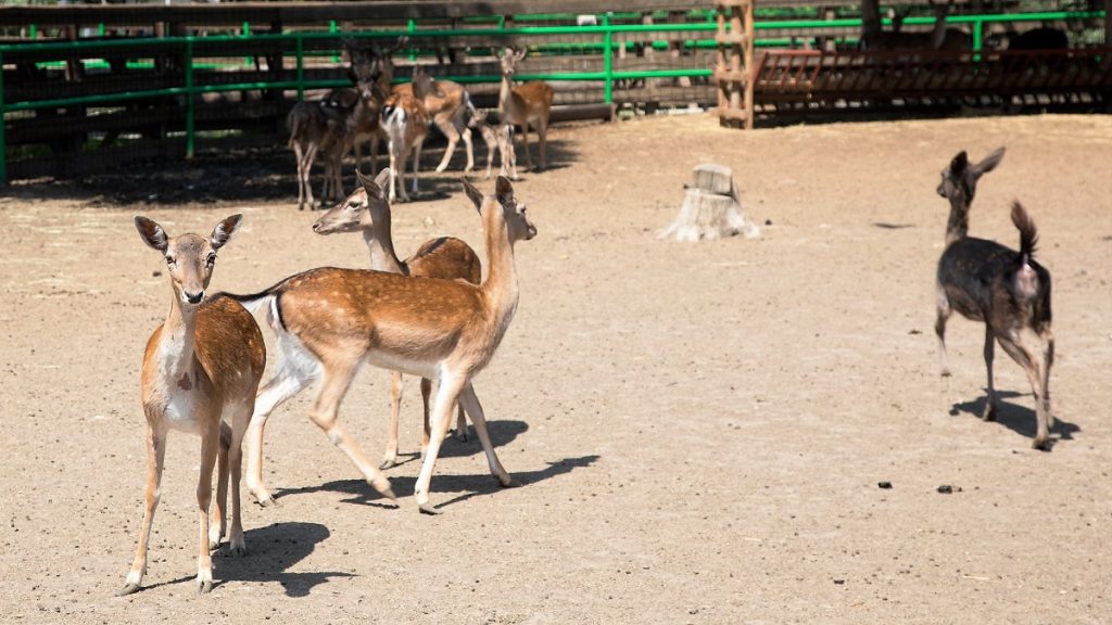 Se deschide Baby Zoo, un program dedicat copiilor între 5 și 10 ani. FOTO CMSN Constanța