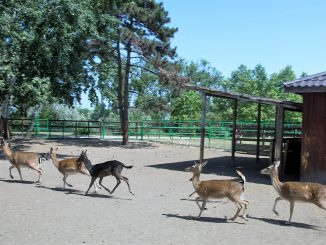Se deschide Baby Zoo, un program dedicat copiilor între 5 și 10 ani. FOTO CMSN Constanța