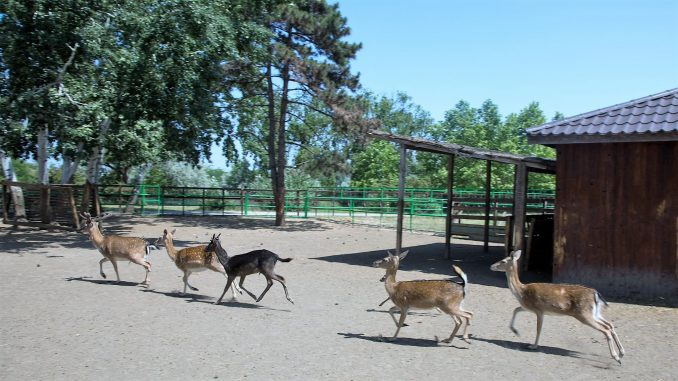 Se deschide Baby Zoo, un program dedicat copiilor între 5 și 10 ani. FOTO CMSN Constanța