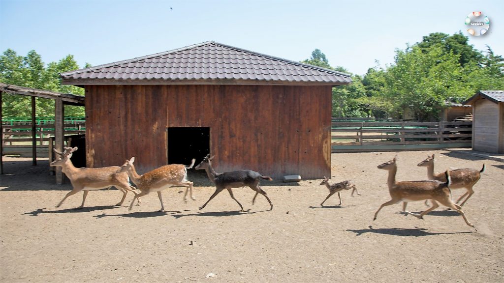 Se deschide Baby Zoo, un program dedicat copiilor între 5 și 10 ani. FOTO CMSN Constanța