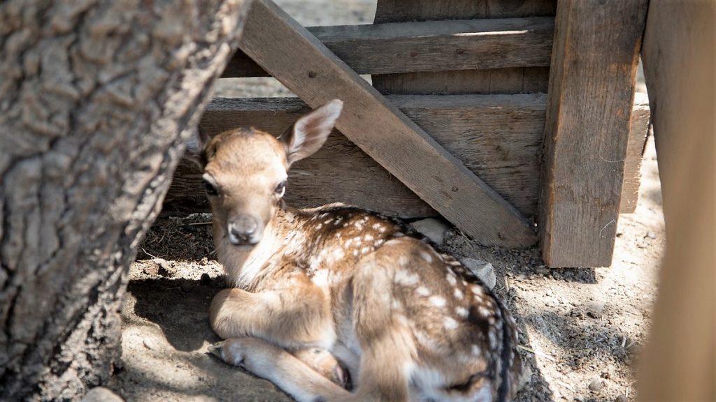 Se deschide Baby Zoo, un program dedicat copiilor între 5 și 10 ani. FOTO CMSN Constanța