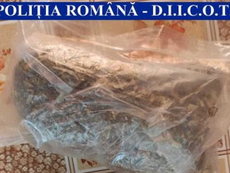 Percheziții la persoane bănuite de trafic de droguri în Cernavodă. FOTO IPJ Ialomița