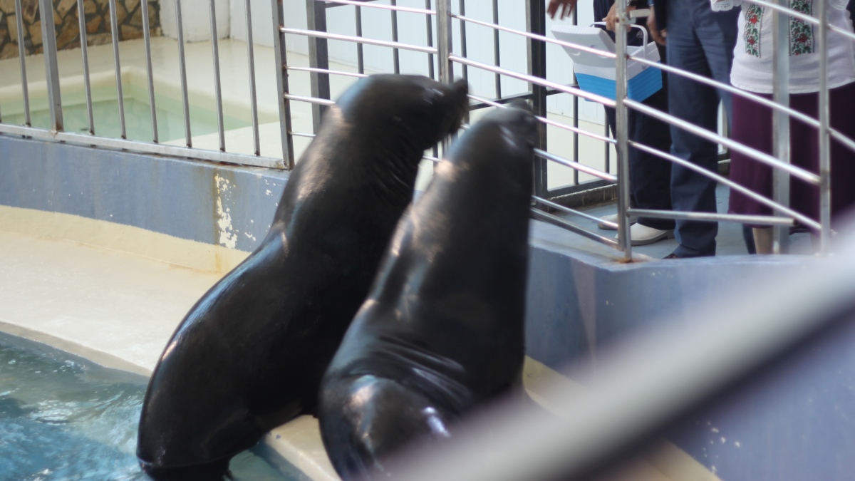 Constănțenii pot admira leii de mare de la Delfinariu și în acest weekend