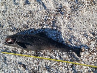 La jumătatea anului, numărul de delfini eșuați, egal cu cel de anul trecut. FOTO Mare Nostrum