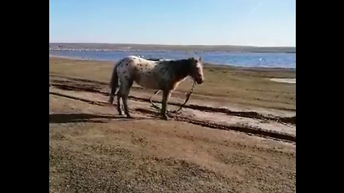 Anchetă la Techirghiol după ce peste 40 de cai se află abandonați, maltratați și malnutriți pe marginea lacului Zarguzon. UPDATE Caii au fost plasați într-un adăpost de animale din Peștera