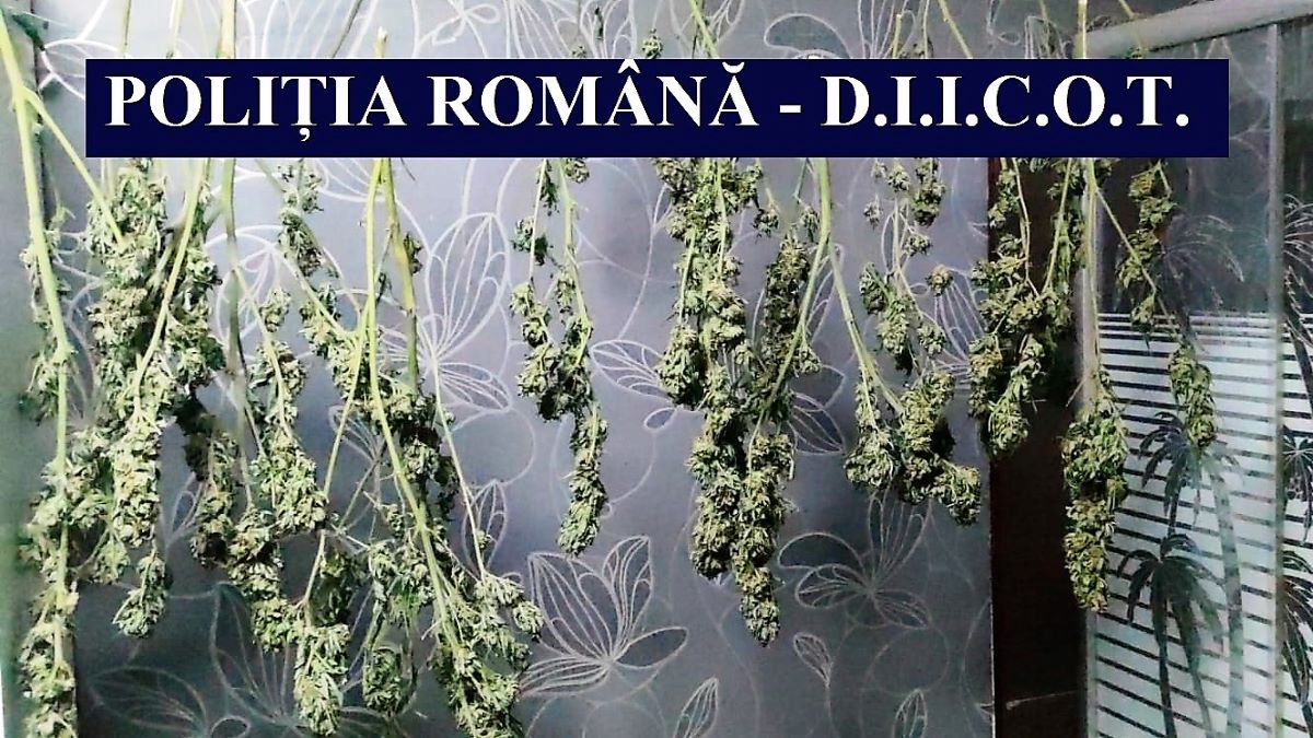FOTO VIDEO Cultură de cannabis, descoperită de polițiștii constănțeni în Cernavodă