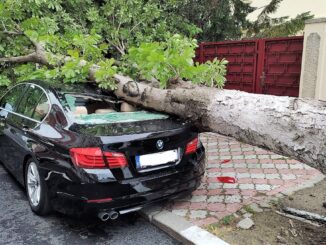 Mai mulți copaci au fost puși la pământ în urma furtunii din Constanța. FOTO Arhiva CTnews