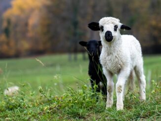 Miel. FOTO Pat_Photographies