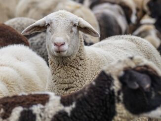 Turmă de oi. FOTO pixabay