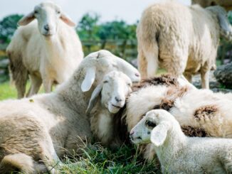 Oile sunt în pericol. FOTO khoinguyenfoto