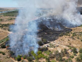 Incendiu de vegetație la Medgidia. FOTO CC