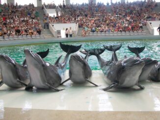 Spectacol la Delfinariul din Constanța. FOTO arhivă CMSN