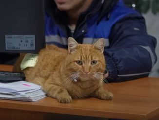 Garfield motanul Polaris