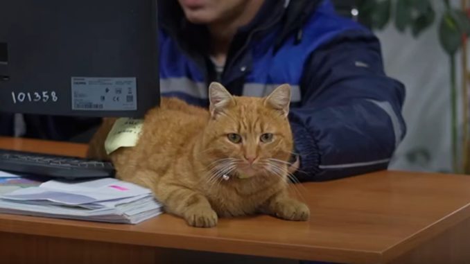 Garfield motanul Polaris