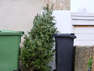 Operatorul de salubrizare din municipiul Constanța vine în sprijinul cetățenilor și colectează gratuit brazii naturali rămași după sărbători